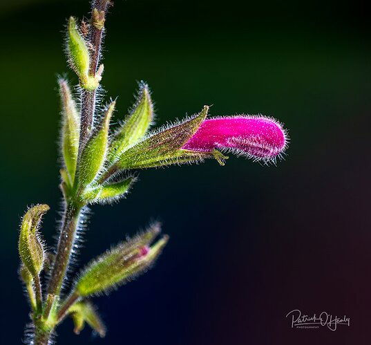 Salvia_5720-