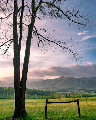 cadescovetree1