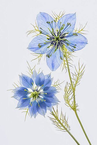 Nigella-spontanea-9_5_19-copia-WEB-1000-ultimo