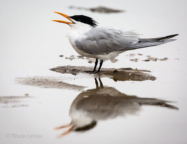 180306-101525-RioGrandeValley-Day2-PAL_PL_5911