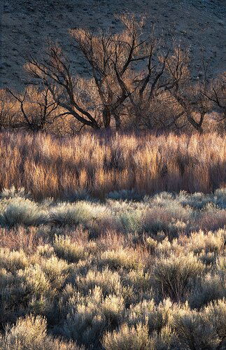 Bishop-Sunrise-Plants-Facebook