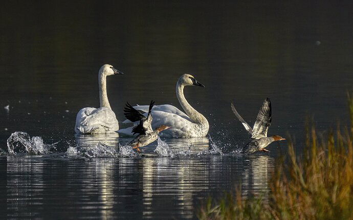 Merganser Photo Bomb