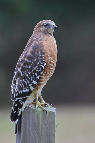 Red-shouldered%20Hawk%202%20-%20NPN