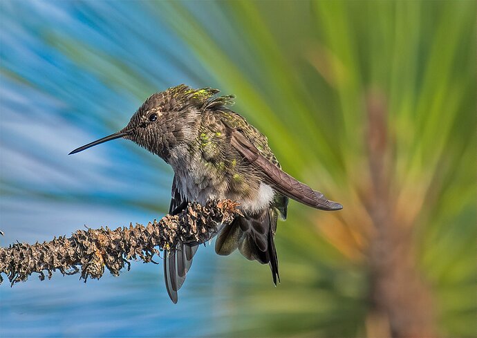 Hummertwist