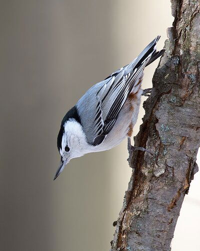 WBNuthatch