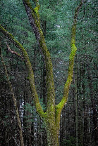 Moss%20Fork%20Tree_