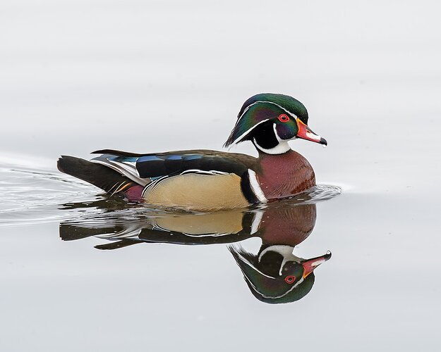 DrakeWoodDuck