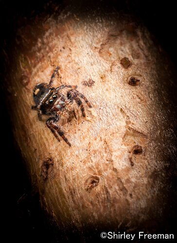 BrownJumpingSpider