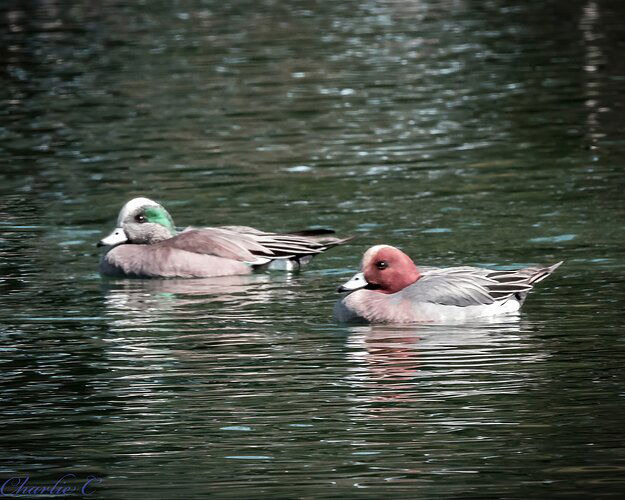 widgeon2-edit