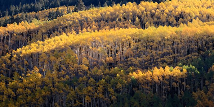 MLD_Aspen%20Cascade%20v1%20(1%20of%201)