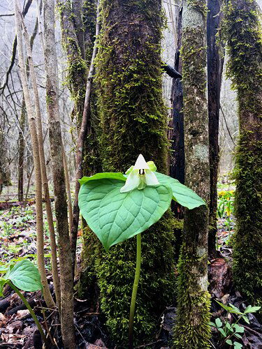 trillium_moss