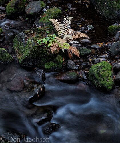 Fall%20Creek%2018-6572a