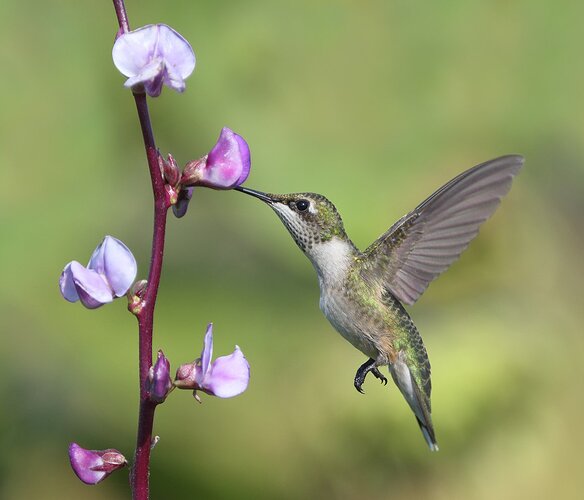 Hummer%20-%20NPN