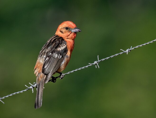 Flame-Tanager-copy