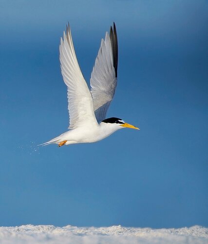 Tern%20in%20Gulf%20Shores%20copy
