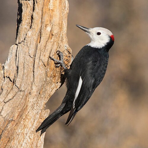 white-headed-woodpecker240