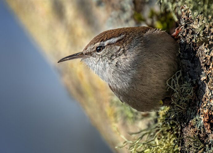 Bewick's-Wren-copy