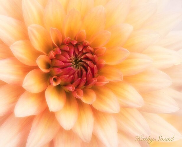 Dahlia%202019-