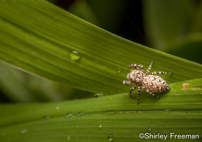 JumpingSpiderHorizonal