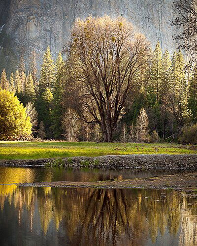 CA-Yosemite-tree-backlight