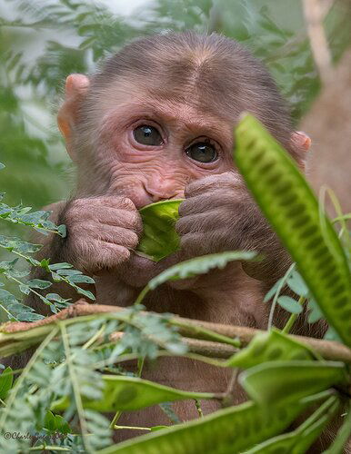 Stump-tailed-Macaque_Juvie#1_CMG6244-2-copy