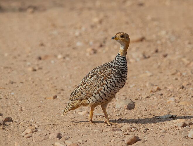 Coqyi-Francolin_MG_9521