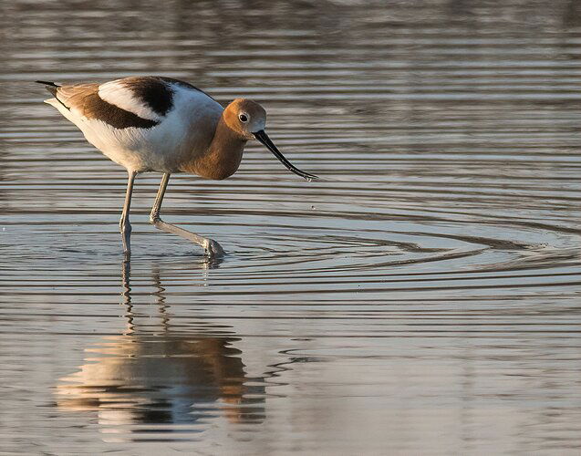 AVOCET