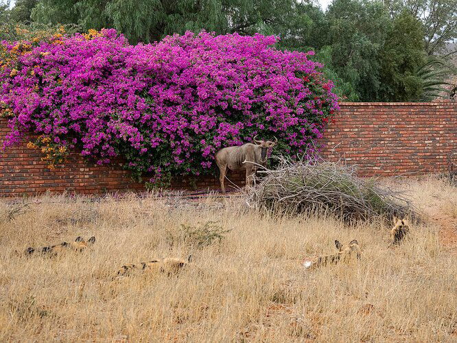 Wildebeeste%20Wall%202-RSandor_2018_07_13_0009