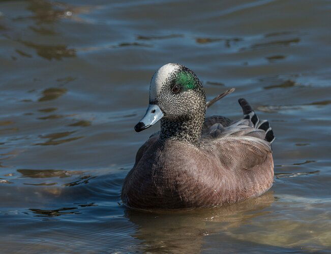 American%20Wigeon%20Male%20(1%20of%201)