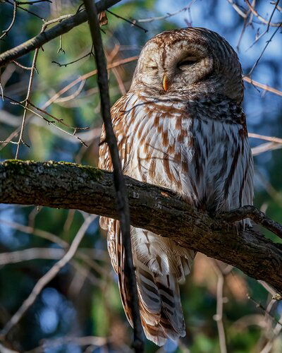 Barred%20Owl%20for%20NPN%20-%20Shot%20122018%20(1%20of%201)