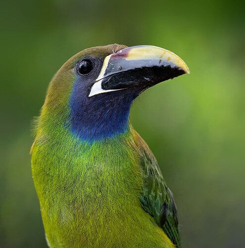 Emerald-Toucanette-copy