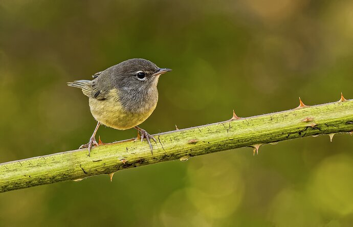 warbler-copy