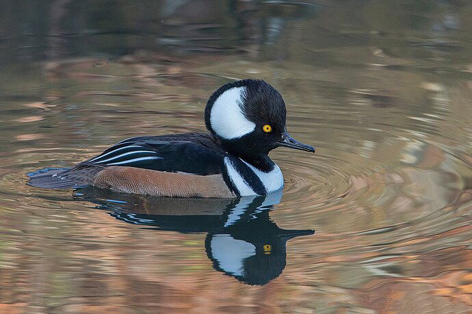 hooded-merganser39aa