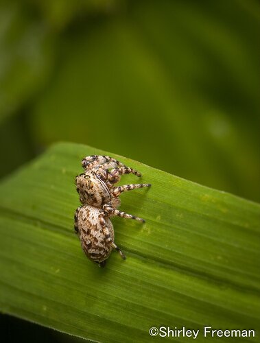 JumpingSpiderVertical