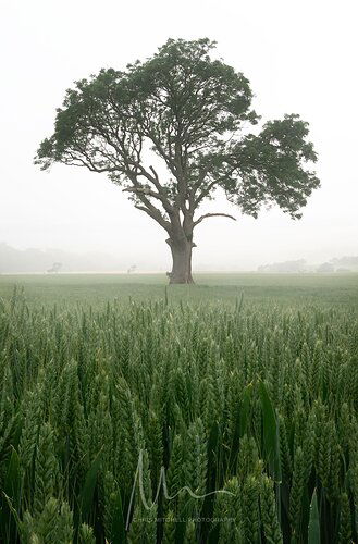 Broughton-cross-corn-field-copy