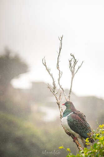 Kereru%20Wrights%20Hill%20WEB%20copy