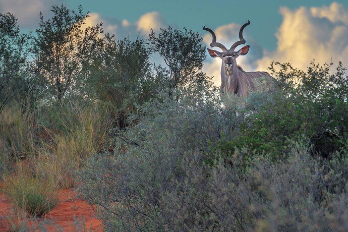 Kudu%20on%20Dune%20%232-RSandor_2018_07_10_0006C