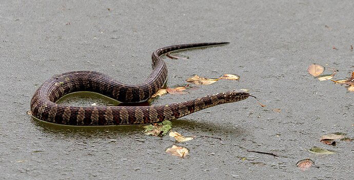 snake on ice