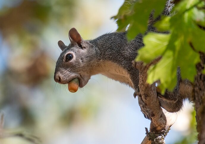 squirrel