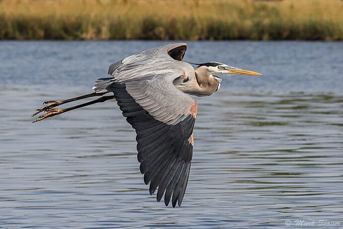 Great Blue Heron flyby