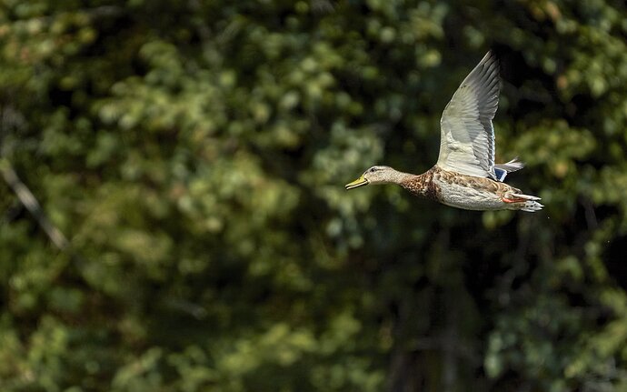 Departing the Pond