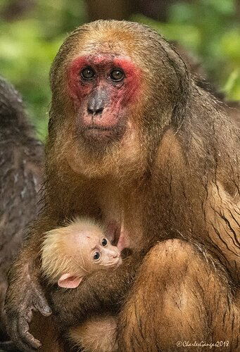 Stump-tailed-Macaque-%26-Infant_CMG3853-copy-2