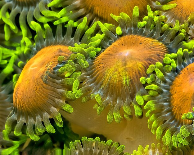 Zoanthids