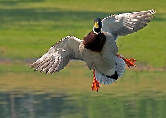 mallard%20003-c-_filtered-s-cl