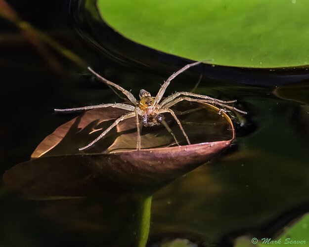 Fishing spider