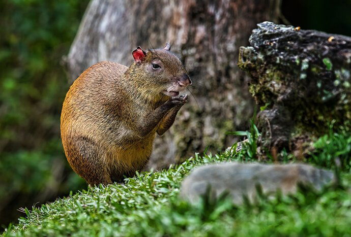 Agouti-copy