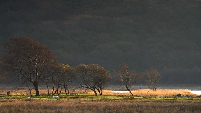 Autumn-Trees-Glow-Intimate_Landscape