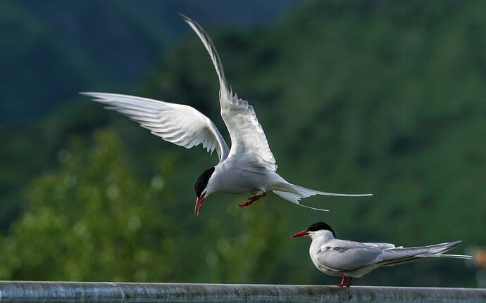 Tern%20to%20the%20Fence