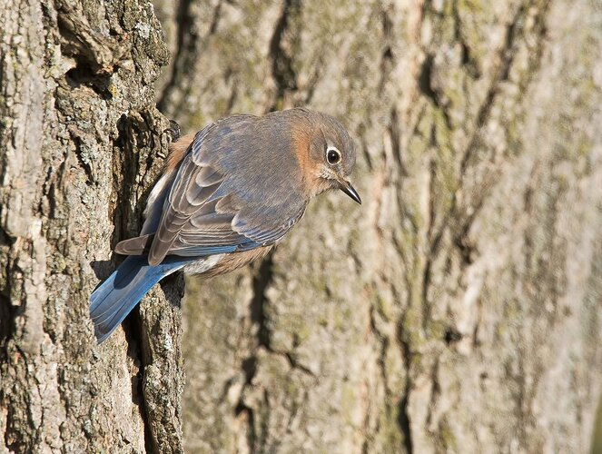 EasternBluebird-copyNPN
