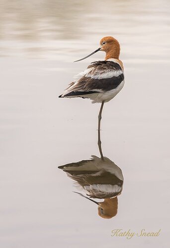 Avocet%20Portrait-